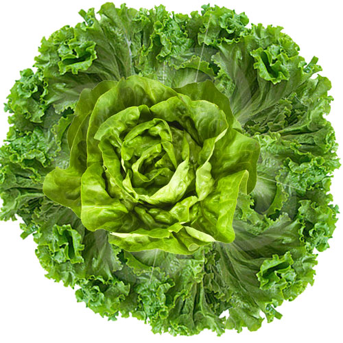 lettuce-veggie