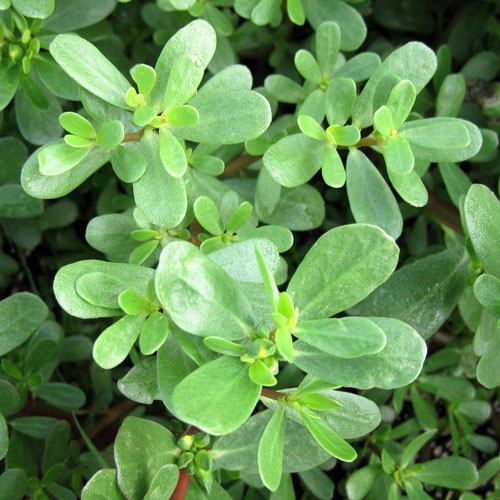 purslane