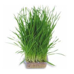wheat-grass