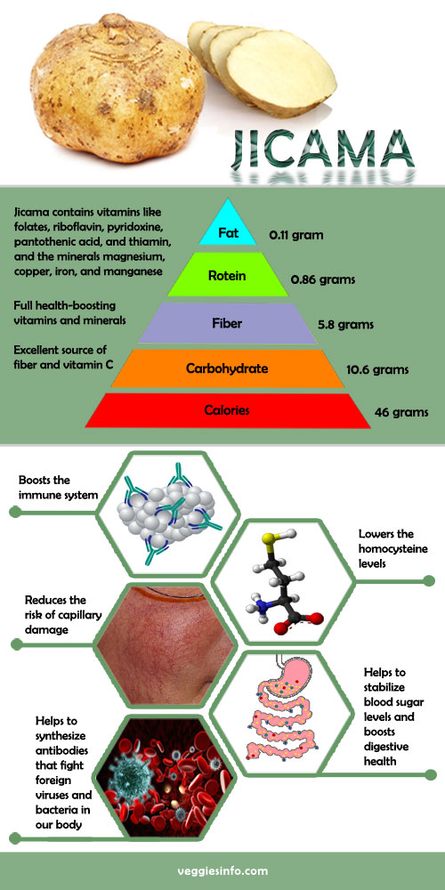 Nutrition Summary , Health Properties Jicama Veggies Info