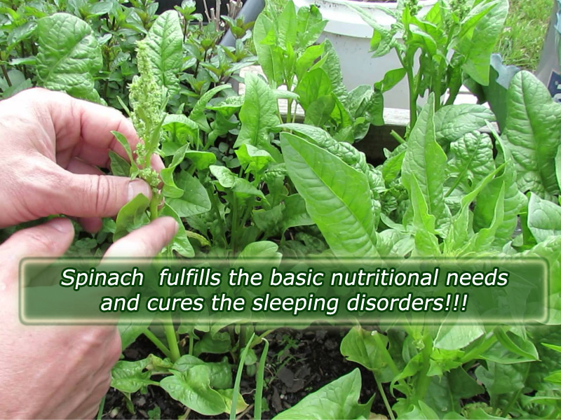 Spinach Fulfills the basic nutritional needs and cures the sleeping disorders