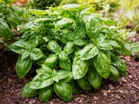 Basil