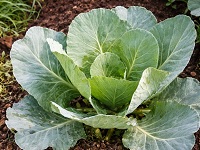 Collards