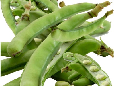 Health Properties and Nutrition Guide | Beans