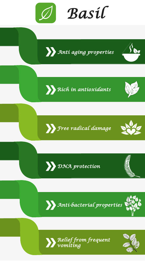 Basil