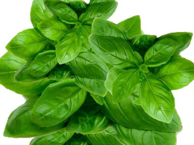 Health Requirements and Nutrition Facts – Basil