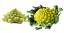 Brocco Flower | Health , Nutritions