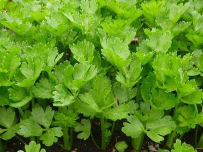 Celery Leaves Nutrition Benefits And Its Health Facts