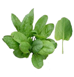 French-Sorrel