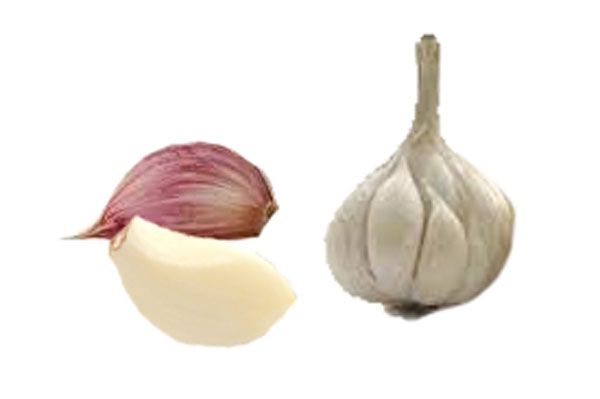 Garlic