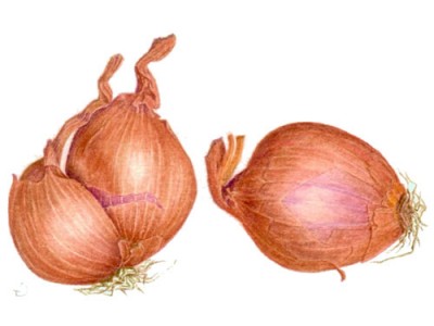 Shallot -Facts and Health Benefits