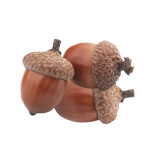 Acorn Nuts Health Properties