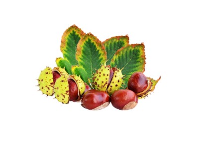 American Larger Chestnuts Health Facts