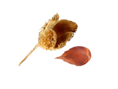 Beech Nut Nutrition And Health Properties