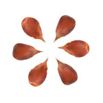Brown Color Beech Nuts