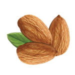 Domesticated Almond Nuts