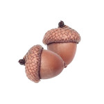 Edible Acorn Nuts