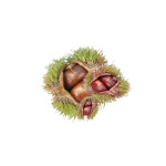 Wildlife Chinese Chestnuts