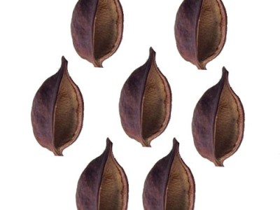 Kurrajong Bottle Tree | Nuts And Seeds