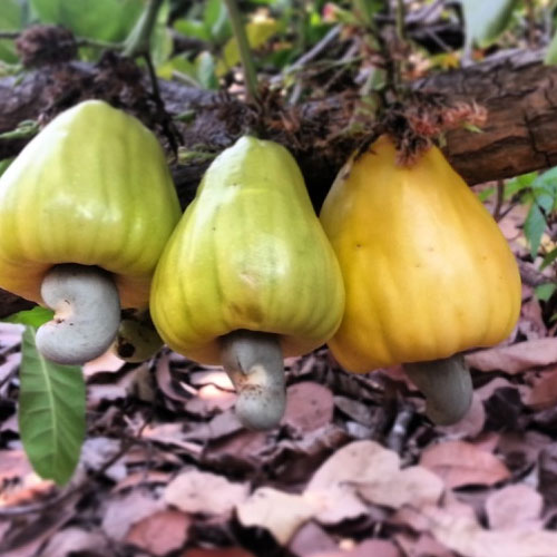 Australian Cashewnut And Its Nutritional Properties