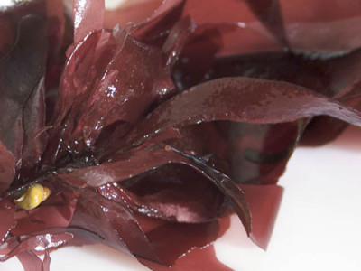 Dulse Aspects And Its Health Benefits