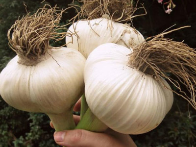Elephant Garlic Aspects And its Uses
