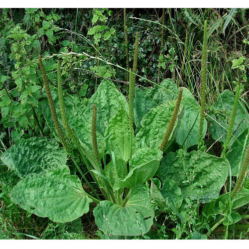 Greater Plantain Medicinal Uses