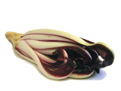 Italian Chicory Properties and Its Uses