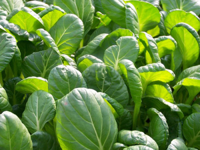 Japanese Mustard Spinach Health Benefits