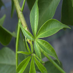 Leafy Vegetable Kuka