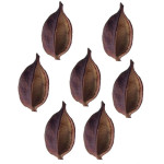 Kurrajong Nut Health Benefits