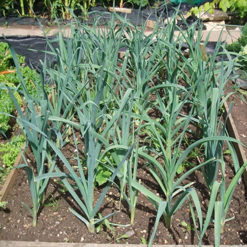 Kurrat Egyptian Leek Properties And Uses Veggies Info Veggies Info
