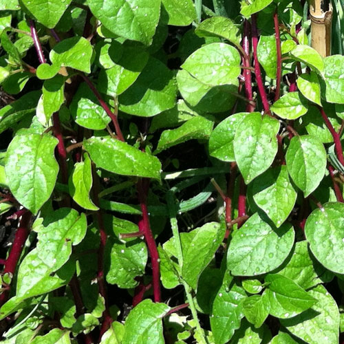 malabar-spinach-unknown-medicinal-values-veggies-info-veggies-info