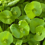Various Uses Of Miners Lettuce