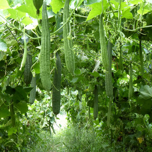 ridge-gourd-for-various-treatment-veggies-info-veggies-info