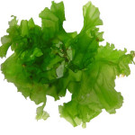 Health Benefits Of Sea Lettuce