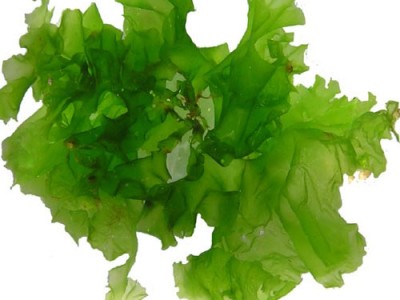 Sea Lettuce Benefits And  Uses