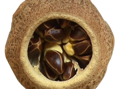Paradise Nut Facts And Its Origin