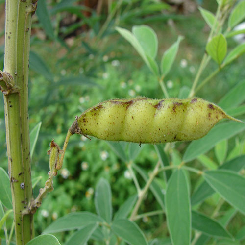 Pigeon Pea Interesting Facts And Nutrition Values Veggies Info