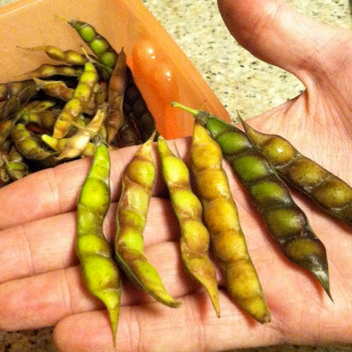 Pigeon Pea Interesting Facts And Nutrition Values Veggies Info