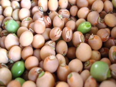 Pigeon Pea Interesting Facts And Nutrition Values