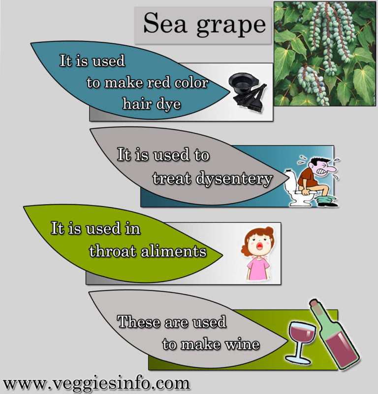 Sea Grape Origin Properties And its Health Benefits Veggies Info