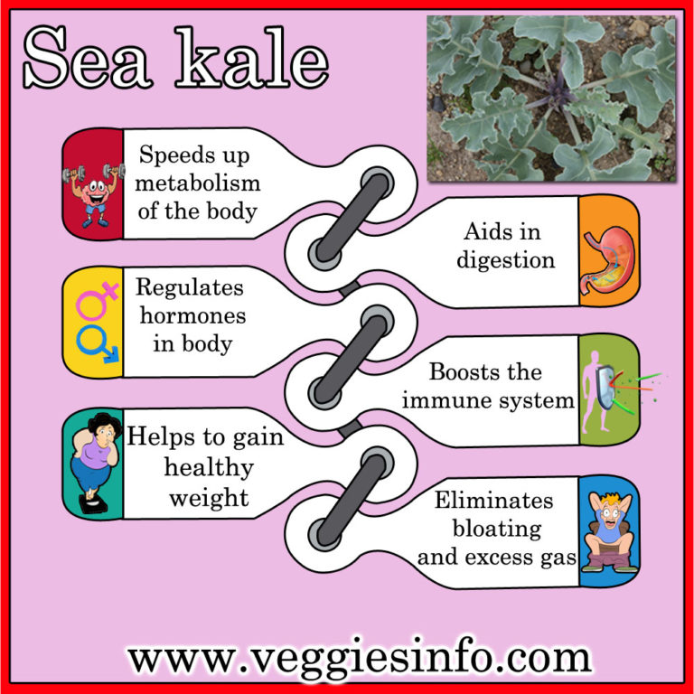 Sea Kale Imperative Information Veggies Info Veggies Info