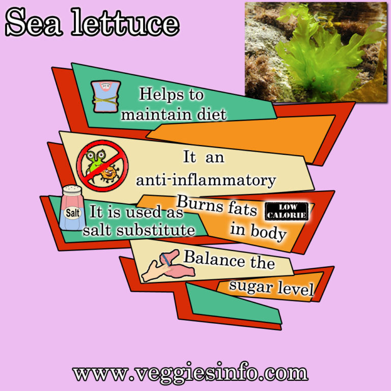 Sea Lettuce Health Benefits Properties And Its Uses Veggies Info