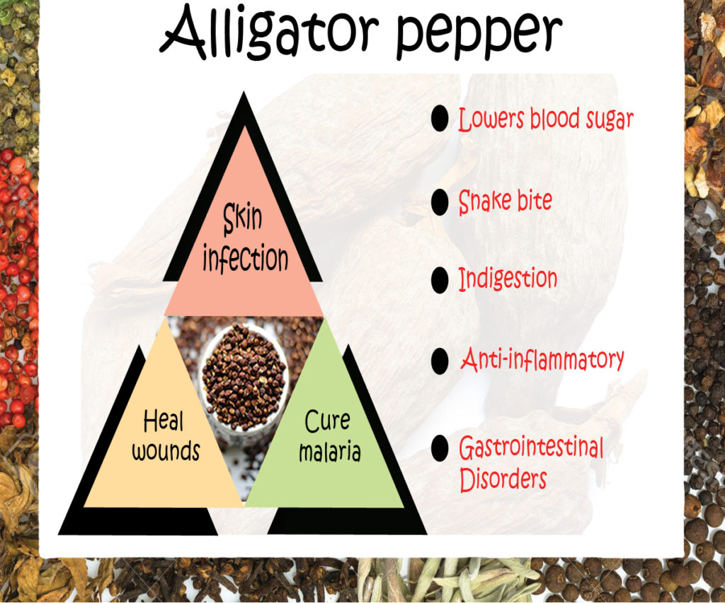 Alligator Pepper Medicinal Values Veggies Info Veggies Info