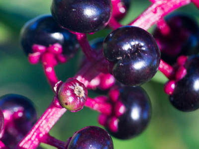 American Pokeweed Medicinal Uses And Its Caution