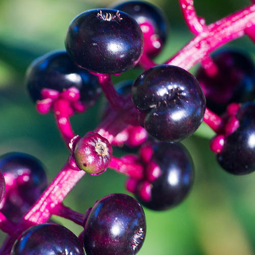 American Pokeweed Medicinal Uses And Its Caution