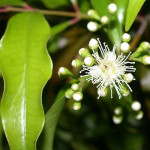 Aniseed Myrtle Medicinal Values