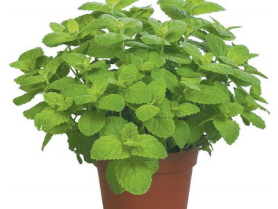 Apple Mint Caution And Its Various Uses