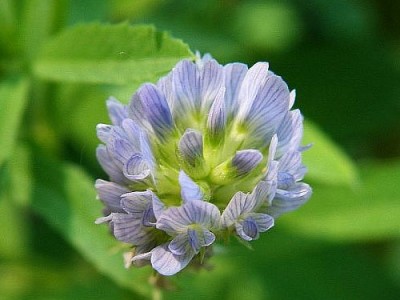 Blue Fenugreek And Its Various Uses